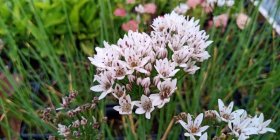 Allium ramosum 'Enno' Tuoksulaukka